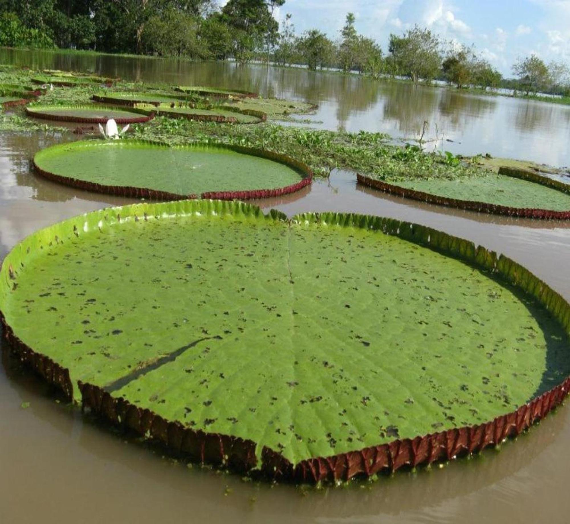 Cabana Flotante Kurupira Leticia Exterior foto